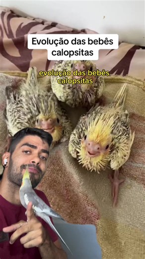 Evolução das Calopsitas Filhotes: Crescimento e Desenvolvimento dos Bicos