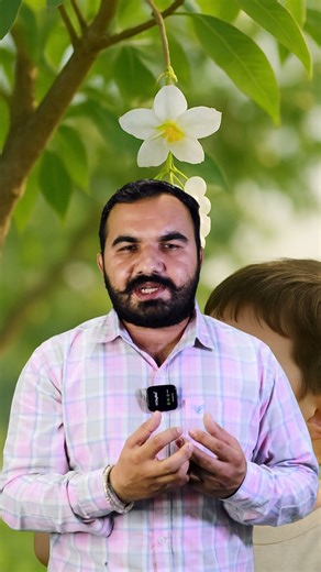 Sabudana cultivation | sabudana plant | Sabudana ki kheti | How to make sabudana at home | Tapioc...