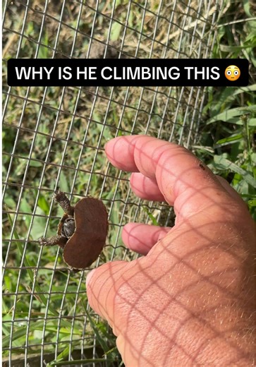 Baby Turtle Climbs Pond Fence: Nature's Wonders