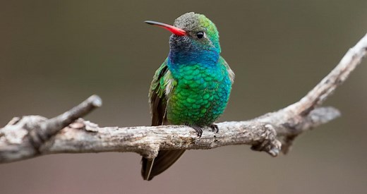 Broad-billed Hummingbird Identification, All About Birds, Cornell Lab of Ornithology