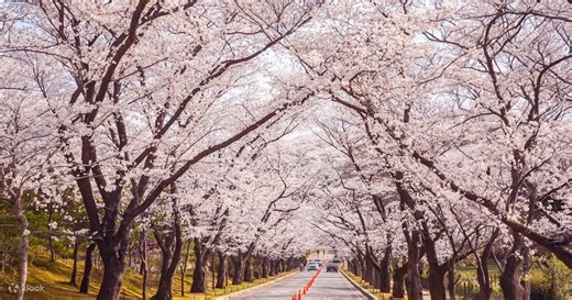 Spring Limited | Estrada das Cerejeiras do Museu de Arte Ho-Am & Everland - Klook Brasil