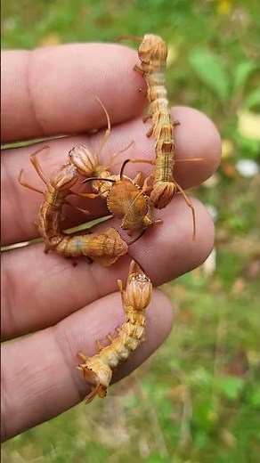 ACK! Alien caterpillars (Lobster moth / Stauropus fagi)