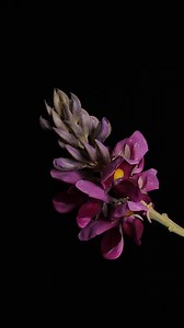 Profitant tranquillement de la saison des fleurs, le printemps arrive ! | Ambassade de Chine en France