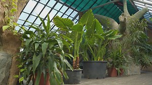 The Benefits of Eating Organic Foods