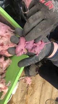 Homeowners Beware! Squirrel Break-In Through Soffit in Anne Arundel County, MD