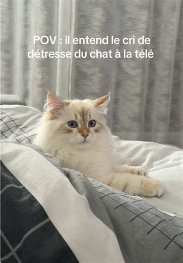 Reportage amusant sur les vétérinaires et vos animaux