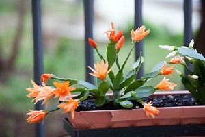 Different Types Of Christmas Cactus - Gardening Dream