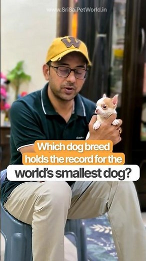 You Won’t Believe This Is the Smallest Dog!