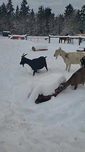 Fun in the Snow!!! First time most of these babies have been in snow. I could have watched them all day running and playing twas so stinkin cute. | Rent-a-Ruminant LLC