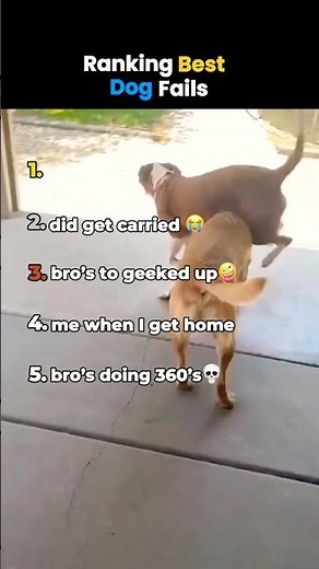 Ranking Best Dog Fails 😭