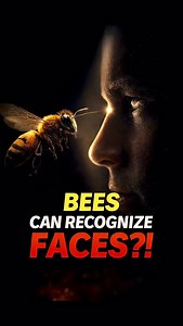 Honey Bees are very smart they can recognise faces #science #honeybees #documentary #animalintelligence honey bees intelligence bees recognize human faces animal intelligence science insects brain power how smart are bees honey bee brain facts science facts about insects nature intelligence explained tiny brains big intelligence animal behavior science bee cognition research mind blowing science facts educational science shorts viral science video content | ZXYThinking