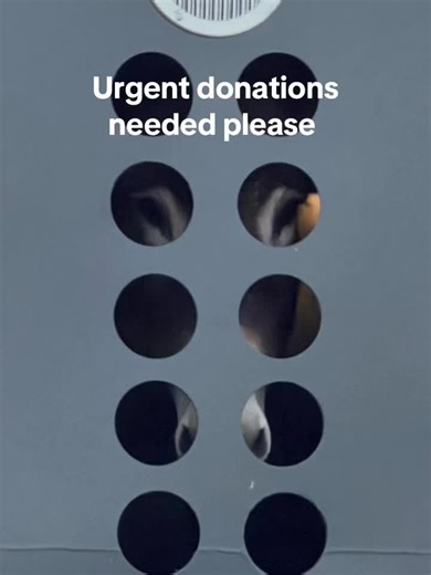 Urgent Action Needed for Equine Rescue Today