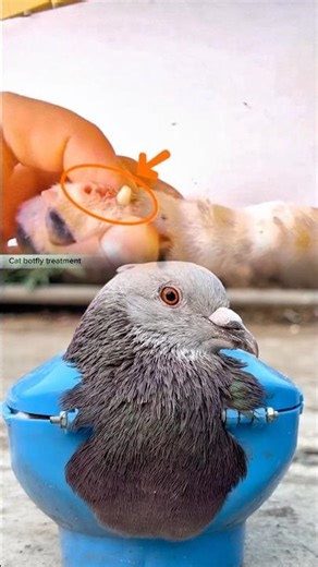 Safe Botfly Removal for Dogs – Vet Treatment Brings Instant Relief #USUKAudience #PetCare #viral