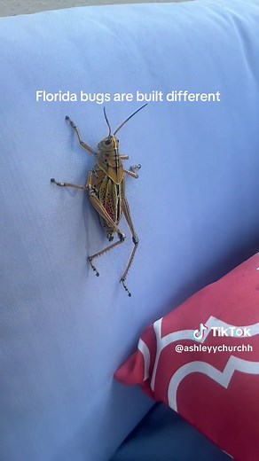 Florida Bugs Are Built Different: The Palmetto Challenge