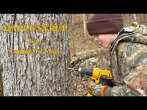 Maple Syrup Part 1 Tapping The Trees