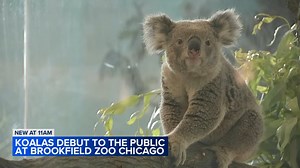 Brookfield Zoo Chicago welcomes koalas for first time in its 90-year history