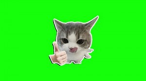 Cat Thumb Cat Meme Animation Cat Stock Footage Video (100% Royalty-free) 3951217493 | Shutterstock