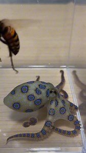 The Blue-Ringed Octopus deployed its definitive defense, only for the Japanese Giant Hornet's specialized fluid to trigger an impossible biological reaction. #BlueRingedOctopus #JapaneseGiantHornet #MicroBiology #Standoff ⚙️ AI-generated dramatization — No real insects or creatures are involved in these visuals. | Wooflyn