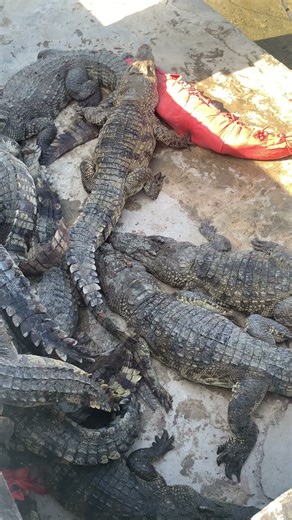 Many crocodiles were captured and taken to other places.#foryou