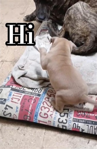 Evolución❤ #dogshorts #amstaff #pitbull #funnyshorts #funnydogs #dog #puppylove #pets #pet #adorable