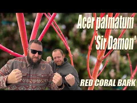 Sir Damon – The Brightest Coral Bark Japanese Maple for Winter Color!