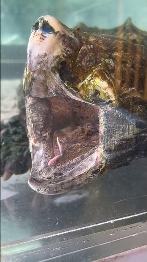 【池田動物園公式】ワニガメの口の中😲😲