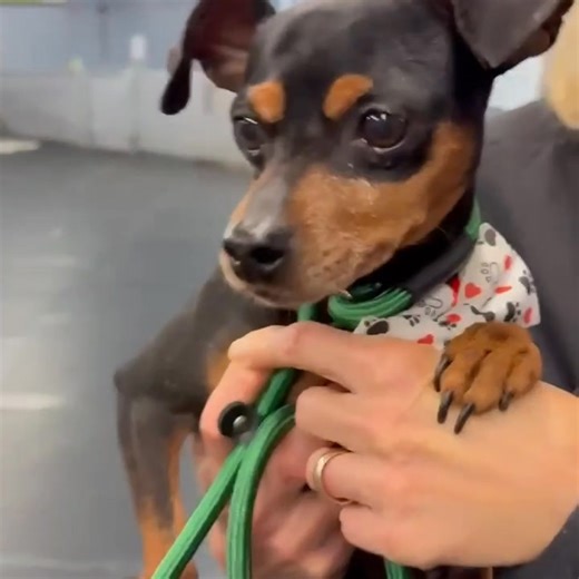 Elmo is our Petfinder pup of the afternoon! ❤️🐾 Check out all the adoptables at https://www.petfinder.com/search/pets-for-adoption/?shelter_id[0]=IL774&sort[0]=recently_added Apply and watch your email for Wags communication at http://www.w2wrescue.com/apply-to-adopt-today.html Did you recently apply and interested in any new pups? Email us at w2wadoptions@gmail.com | Wags 2 Wishes Animal Rescue