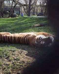 Plan some time to ‘roll’ on down to the zoo to visit Nadya our Amur tiger and all of your zoo friends! Summer hours begin this Saturday (open DAILY 10am to 6pm)! 🎥 by Keeper Tori | Dakota Zoo