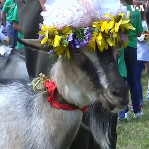 288K views · 401 shares | Some of Ukraine's most beautiful goats went head-to-head at a beauty pageant in the western Ternopil region over the weekend. Goat owners decorated their prized goats with skirts, shirts, necklaces or anything else that could give them an edge in the competition. The winner and several runners-up were decided based on applause. The winning owners had to spend their prize money on hay to feed the goats that put in the leg work. | Voice of America | Facebook