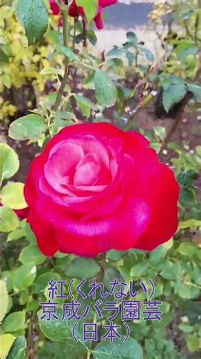 【バラ園・息をのむほど美しいバラ】《紅》『深く鮮やかな赤色のグラデーションが目を惹く日本の美意識を感じさせる気品ある姿と、コンパクトにまとまる扱いやすさが魅力』作出：京成バラ園芸 武内俊介氏（日本）