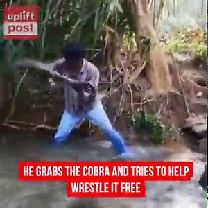 Watch this man rescue a 15 foot King Cobra! | Uplift Post