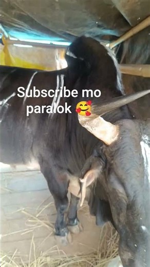 100 sngi jong Ma Sam . ba rem ha Dung Nar Tyrsad. iakhun mynta sngi ha Wahiajer....