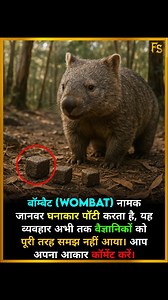 This Animal Poops in Cubes! . . The Wombat, a marsupial from Australia, is the only animal known to produce cube-shaped poop. Scientists believe it helps mark territory without the poop rolling away — but the exact reason and how their intestines shape it is still a mystery! Comment your shape below! . . Follow @factsamrat45 . . #WombatFacts #CubePoop #WeirdNature #DidYouKnow #AnimalMysteries #StrangeButTrue #MindBlown #UnbelievableTruths #NatureFacts #funnyscience | Fact Samrat