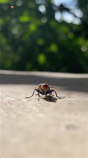 Housefly Sound ( buzzing ) (2)