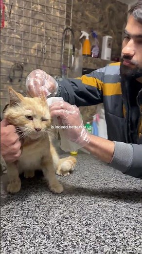 Cat fight victim | Injured cat | Aliyan Vets Foundation