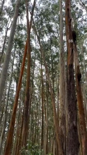 Eucalyptus trees🌿 in Ooty Fast-Growing Trees for Timber & Oil ‪@SSTRENDINGYT‬ #shorts