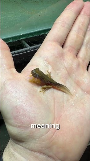 Reproducing a critically endangered species #frog #tadpole #frogbreeding #criticallyendagered
