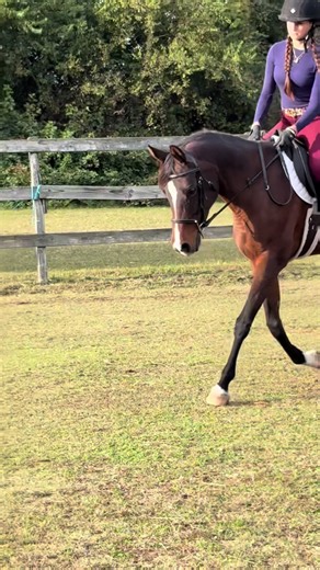 I started working Orie consistently again and I forgot how much fun she is! I seriously love working with this cute little lady 💜 #equestrian #arabian #horses #bayhorse #fancy