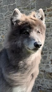 The beautiful glow of an autumn sunset. Beautiful blue wolfdog Ocean in the evening sun. #autumn #sunset #wolf #bluewolf #wolffog | Anneka Svenska