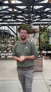 26K views · 794 reactions | Our orchids are really showing off right now!! From giant potted show-stoppers to elegant single stem plants with all the right trimmings. Make sure you take a tour around the orchid house when you stop by the garden centre! West Coast Gardens - 1420 172 Street, Surrey, BC V3Z 9M6 | West Coast Gardens | Facebook