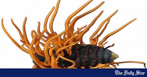 ‘Fungus used in traditional medicine can fight cancer’