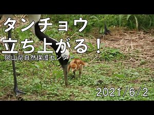 【ヒナ立ち上がる】タンチョウ成長記録その２～2021年６月２日～