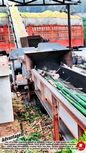 Bamboo Crushing and Fiber Shredding Process for Industrial Biomass