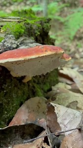 Check out this solid Red Belted Conk (Fomitopsis sp.) this is a white rot Polypore growing on a decaying conifer log. Here it is covered in droplets of guttation or mushroom sweat produced as the fruiting body is growing and metabolizing quickly. It is tough, woody, and inedible. #polypore #conk #fomitopsis #redbeltedconk #mycology #fungi #guttation #fascinatedbyfungi #hikingadventures #naturehumor #mushrooms #naturevideo #maine | Fascinated By Fungi