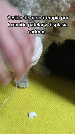 Ozonoterapia para Patología Canina: Luxación y Displasia
