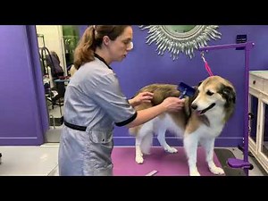 Annie’s Groom - Great Pyrenees/Collie Mix