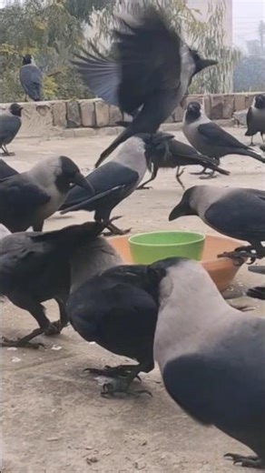 Bird's Sounds Crows Sounds KAWA Crow Voice Taking #shorts 😂😍🥰🐦