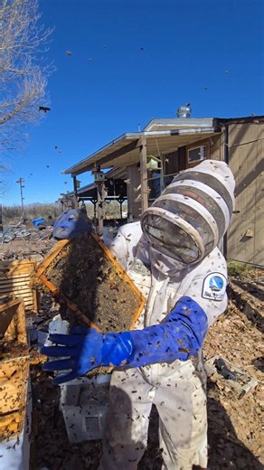 The story of European and Africanized honeybees can be read as a small reflection of European colonialism played out in the insect world. When European settlers brought Apis mellifera, the European honeybee, to the Americas in the 1600s, they didn’t just import a pollinator — they imported an agricultural ideology. These bees were managed, bred, and treated as tools of production, mirroring the European expansionist model that sought to domesticate foreign lands and species alike.In forests and 