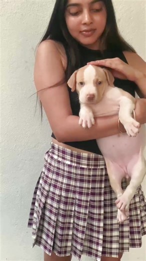 @𝐓𐙚 🏡💓#americanbullylovers #viral #foryoupage #pechankobullies #fypシ゚viral @Unleashed Muscular Bully Camp @Pechanko Bullz @Ceylon Bully Board - Sri Lanka @Maleesha @𝙎𝙖𝙣𝙙𝙪𝙣 𝙁𝙡𝙚𝙭𝙭 🦅 @I_sh_•Bo_y @ĤẸƳ𝐚η 𝕟ᗩ𝐍ⓐ¥𝓪Ҝ𝔨𝕒𝐫Ａ