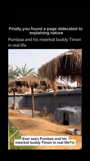 Explain Nature on Instagram: "Just @explanenature #reels #reelsinstagram #animals #nature #interesting #facts #wild In real life, Pumbaa and Timon — the beloved duo from The Lion King — would make quite an unusual pair. 🐗🦦✨ Pumbaa, the warthog, is a tough yet gentle grazer of Africa’s grasslands, known for his curved tusks, sturdy build, and surprisingly social nature. Timon, the meerkat, is a sharp, desert-dwelling mongoose from southern Africa — a tiny sentinel that lives in tight-knit famil